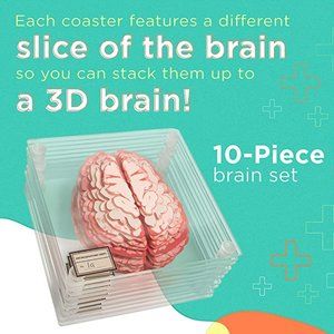 Anatomic Brain Specimen Coasters